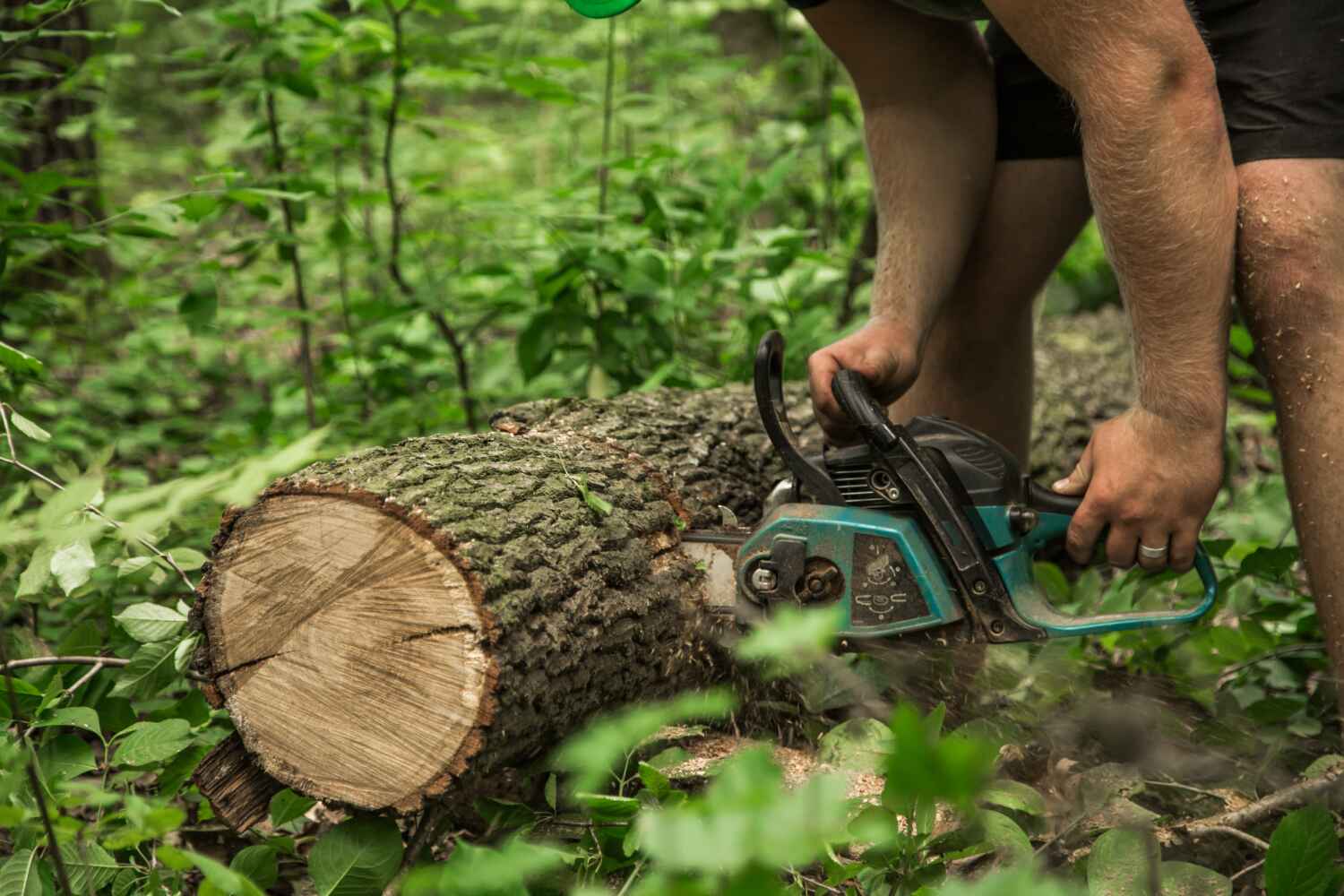 Best Tree Removal Near Me  in USA